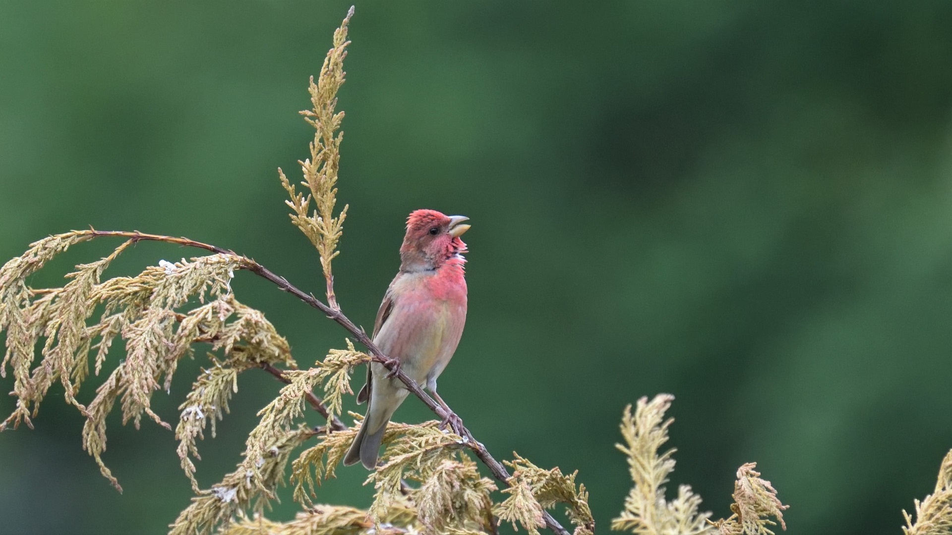Common Rosefinch